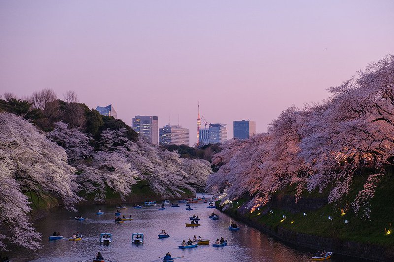 To see the Cherry Blossoms you&#x27;ll need to go to Tokyo in Springtime around March and April.